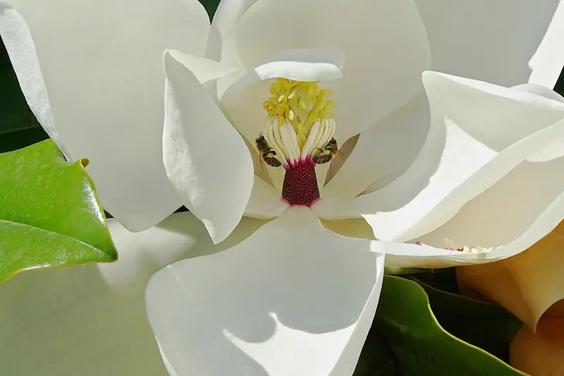 Heart of a white magnolia flower with yellow stamens and pistil, honey bees at work