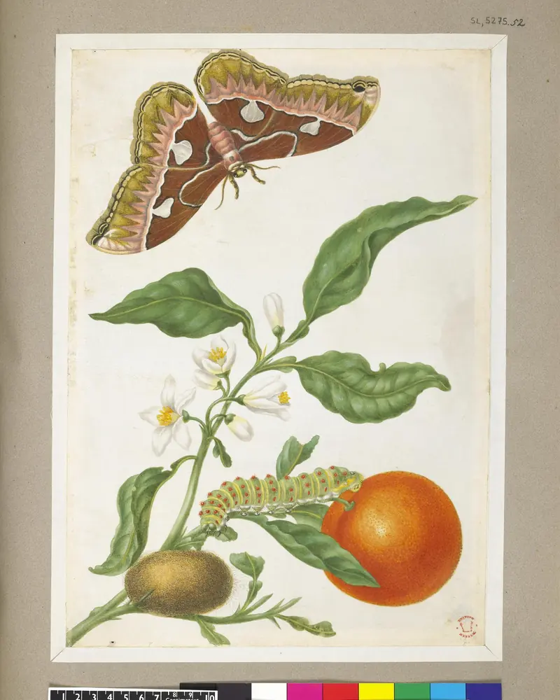 Old drawing of an orange branch bearing a fruit, with a brown and pink moth