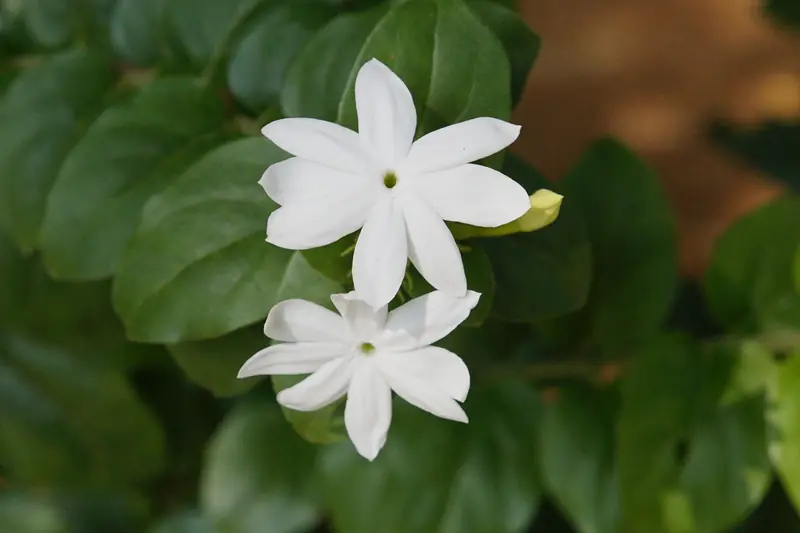 Deux fleurs de jasmin blanches en étoile, à cinq pétales, sur fond de feuilles sombres