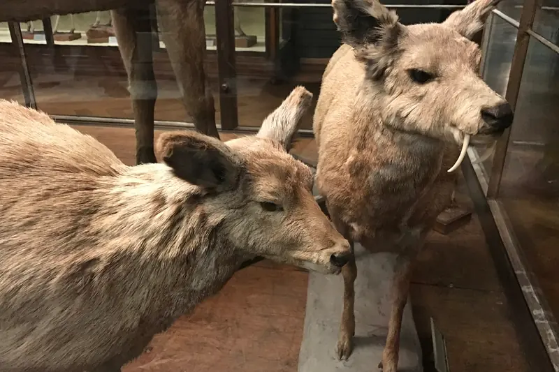 Deux porte-musc naturalisés, mâle à longues canines et femelle, dans un musée