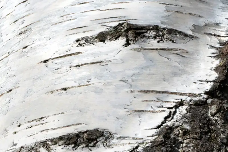 Écorce blanche d'un bouleau verruqueux zébrée de fentes noires, en gros plan