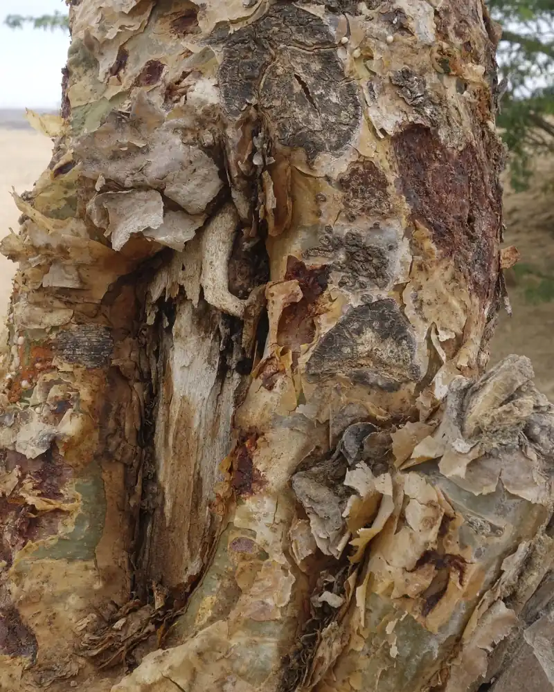 Papery bark peeling from the trunk of a frankincense tree in Dhofar