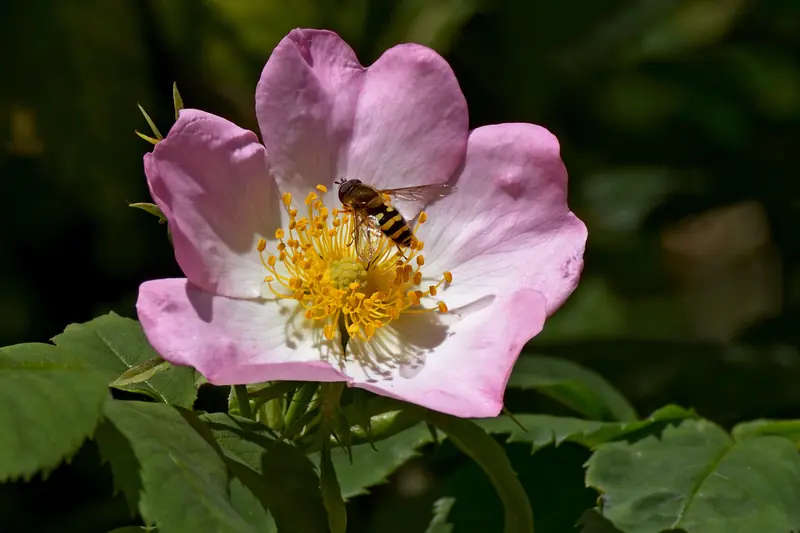 Églantine rose pâle au cœur jaune, un syrphe posé sur les étamines