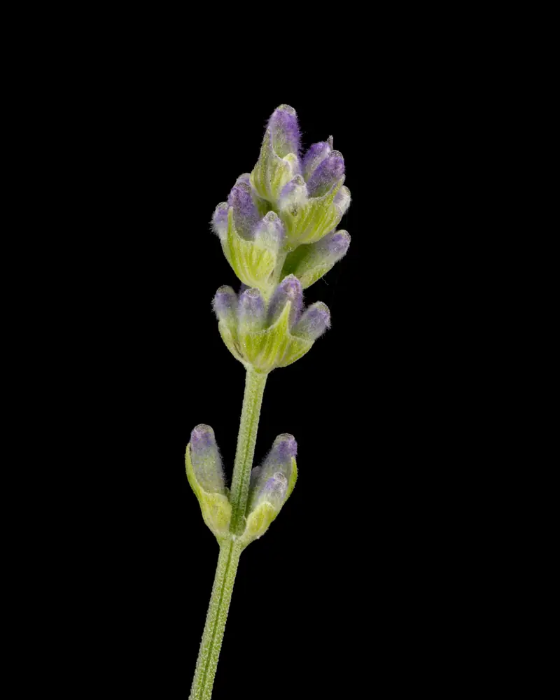 Épi de lavande vraie aux boutons mauves isolé sur un fond noir