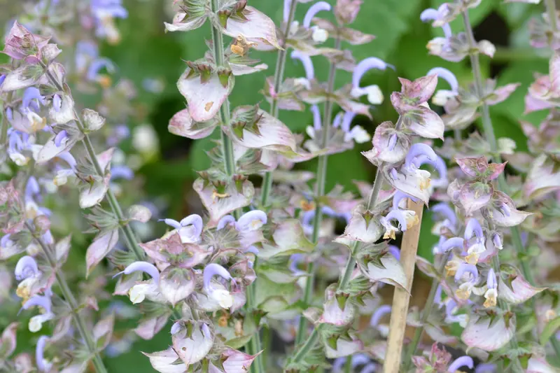 Épis fleuris de sauge sclarée mauve pâle serrés dans un massif