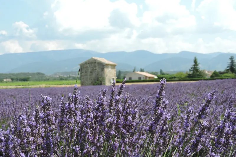 Lavender spikes in the foreground before a stone hut and the mountains of Provence