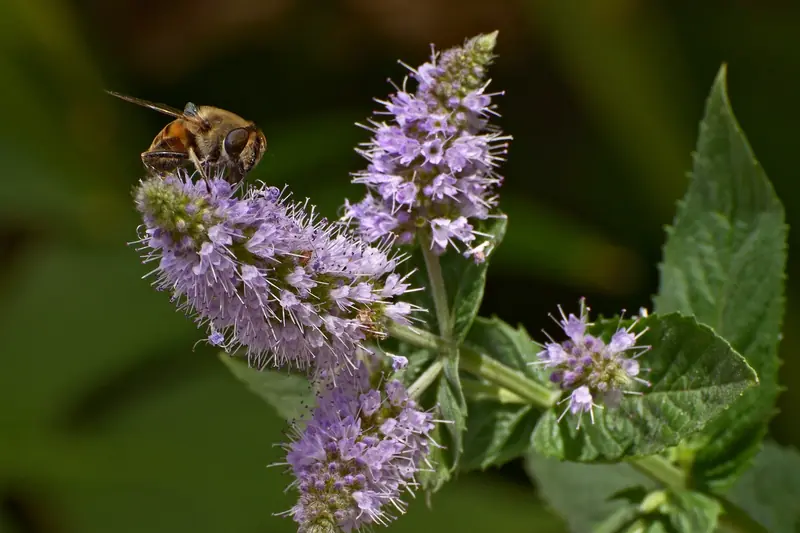 Éristale posée sur les épis mauves d'une menthe poivrée en fleur