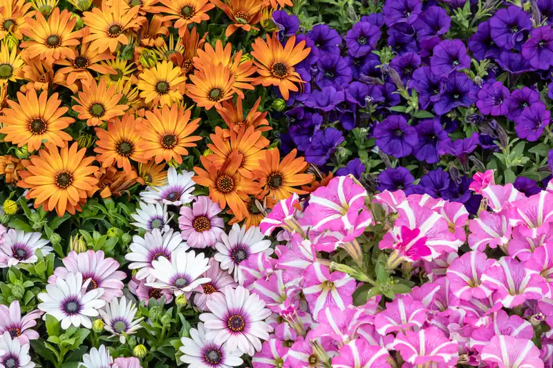 Stall of potted flowers: orange and white African daisies, purple and pink petunias