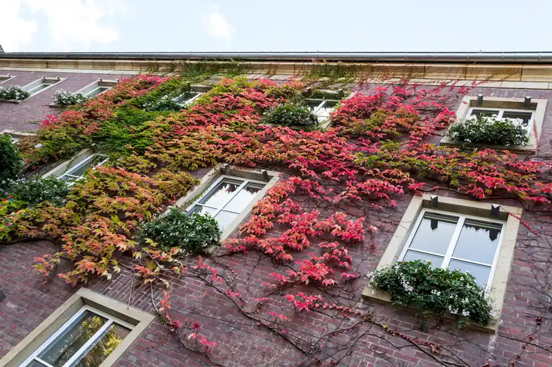 Façade covered in red and green Virginia creeper around white windows