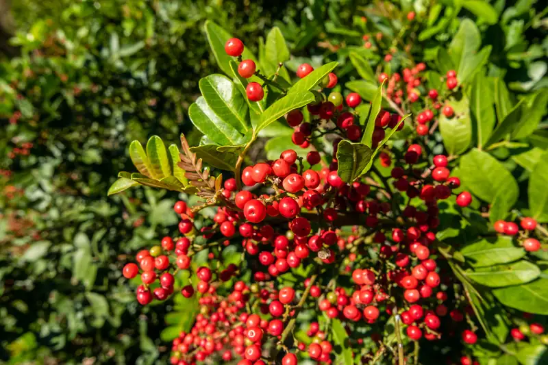 Faux poivrier du Brésil couvert de grappes de baies rouges au soleil