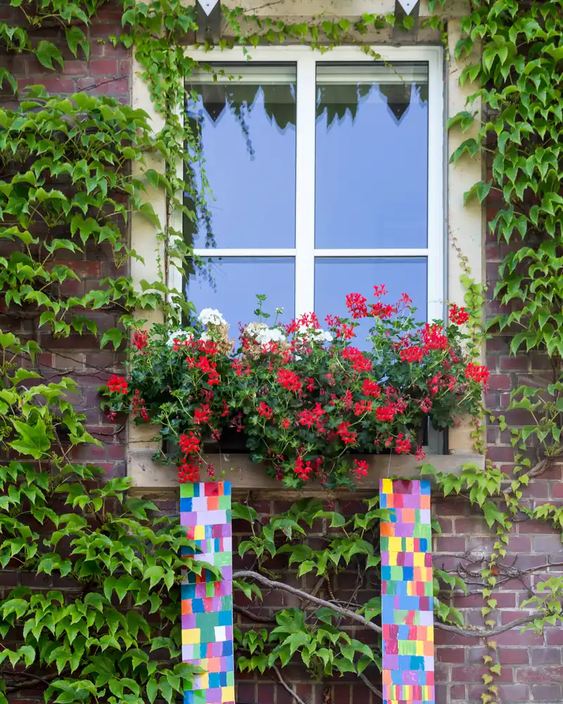 Fenêtre à petits carreaux encadrée de lierre et de jardinières de géraniums rouges