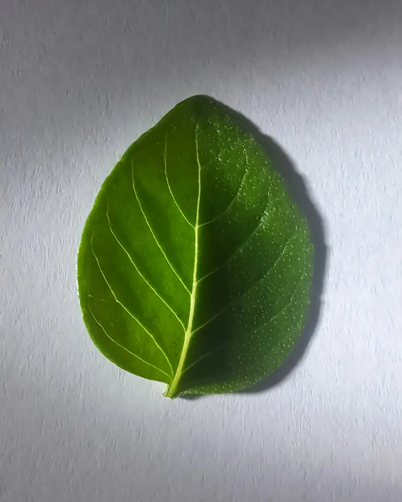 Feuille de basilic vert sombre éclairée de côté sur un fond blanc dégradé