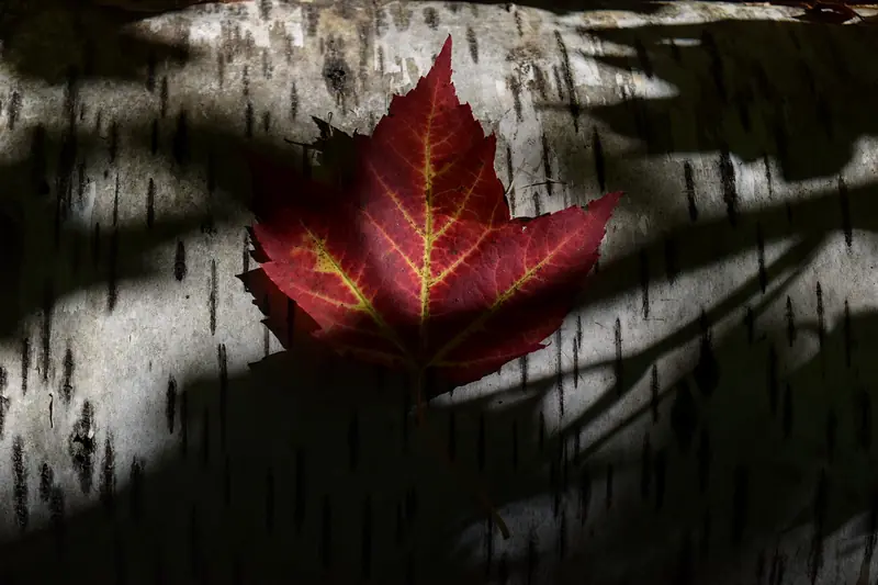 Red maple leaf resting on the white bark of a paper birch, with sharp shadows