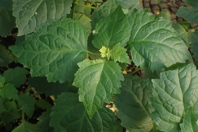 Feuilles de patchouli dentelées et duveteuses vues de près dans une serre botanique