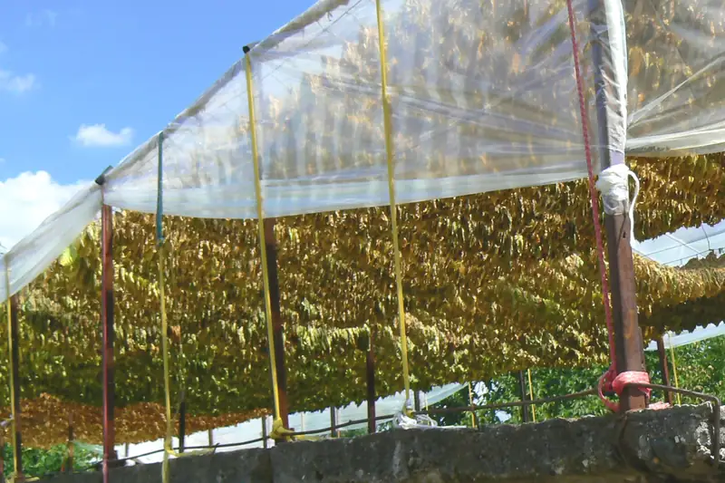 Feuilles de tabac suspendues en rangs serrés sous une serre de séchage en Bulgarie
