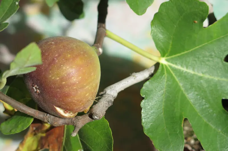 Ripe purplish fig hanging from a branch beside a large lobed leaf