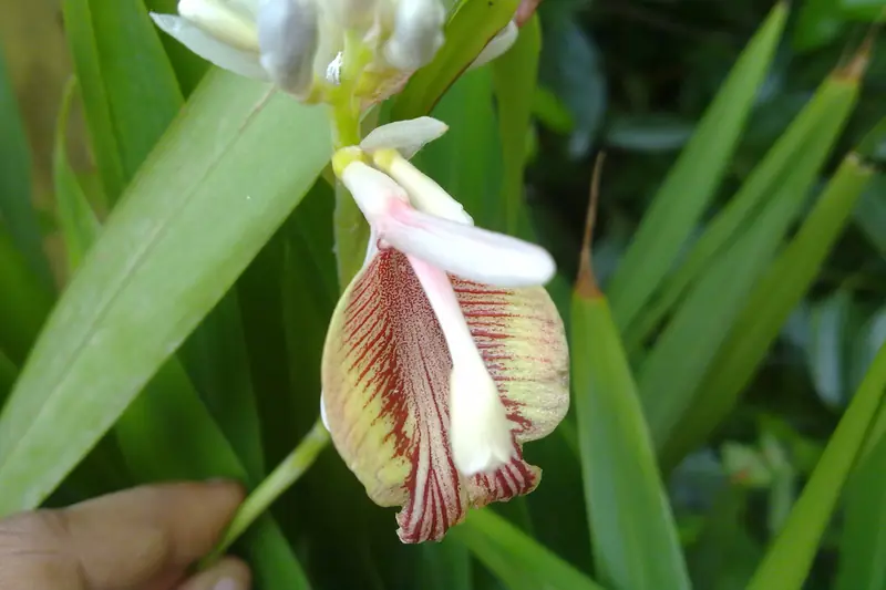 White purple-streaked black cardamom flower at the base of the plant
