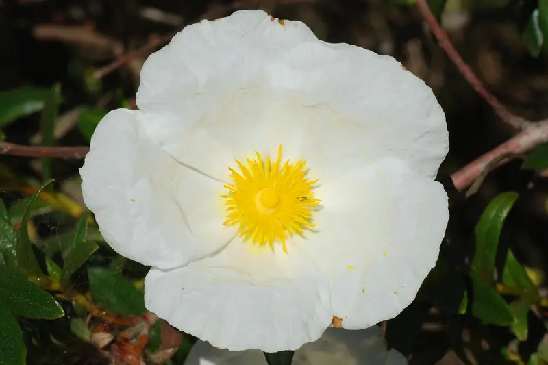 Fleur de ciste blanche aux pétales soyeux et au cœur d'étamines jaunes