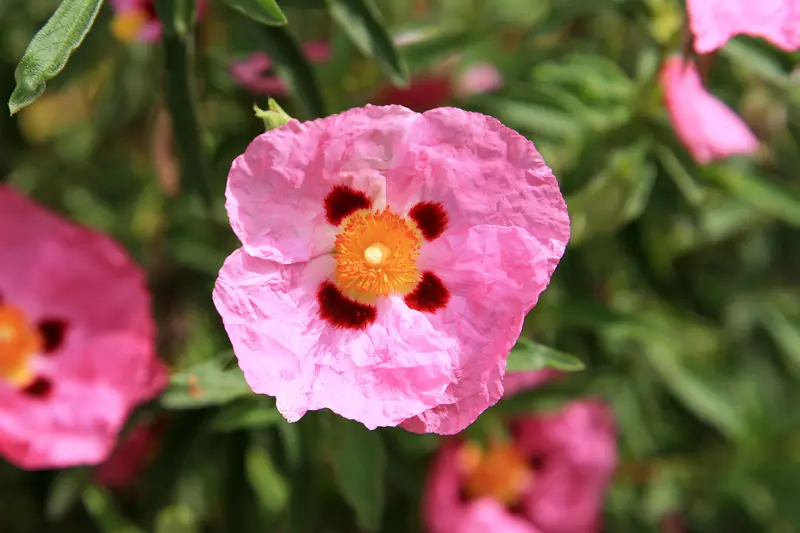 Pink rockrose flower with purple blotches at the base of its petals, surrounded by buds