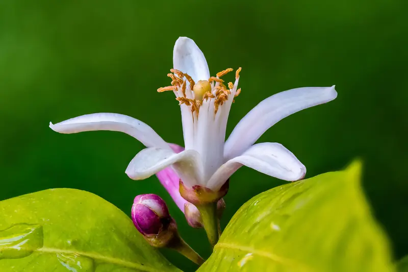 Fleur de citronnier ouverte, pétales blancs teintés de rose, à côté d'un bouton violet