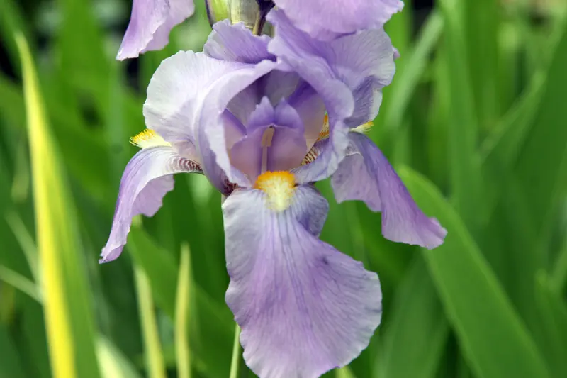 Fleur d'iris pâle lavande à barbe jaune, entourée de feuilles rayées de crème