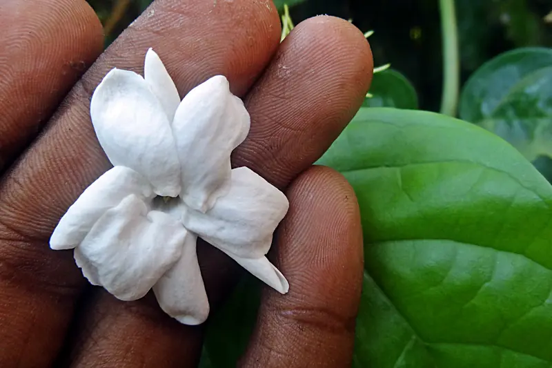 Fleur de jasmin blanche tenue entre deux doigts, devant de larges feuilles vertes