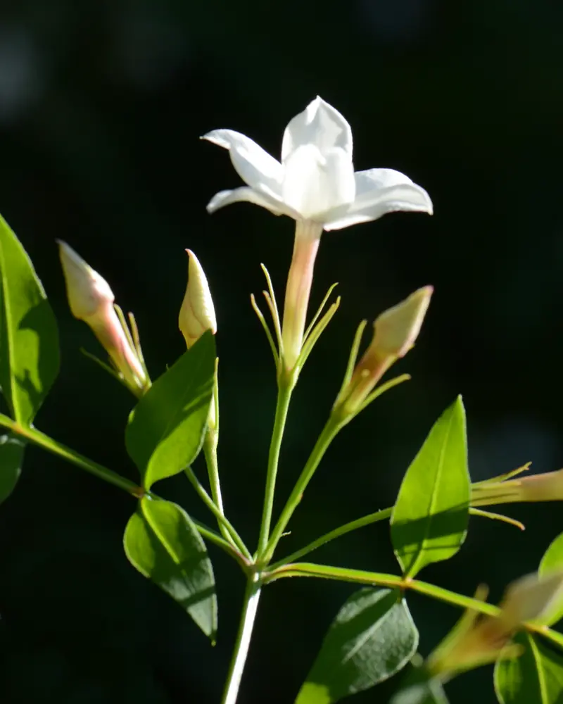 Fleur de jasmin officinal blanche et boutons rosés sur une tige, fond presque noir
