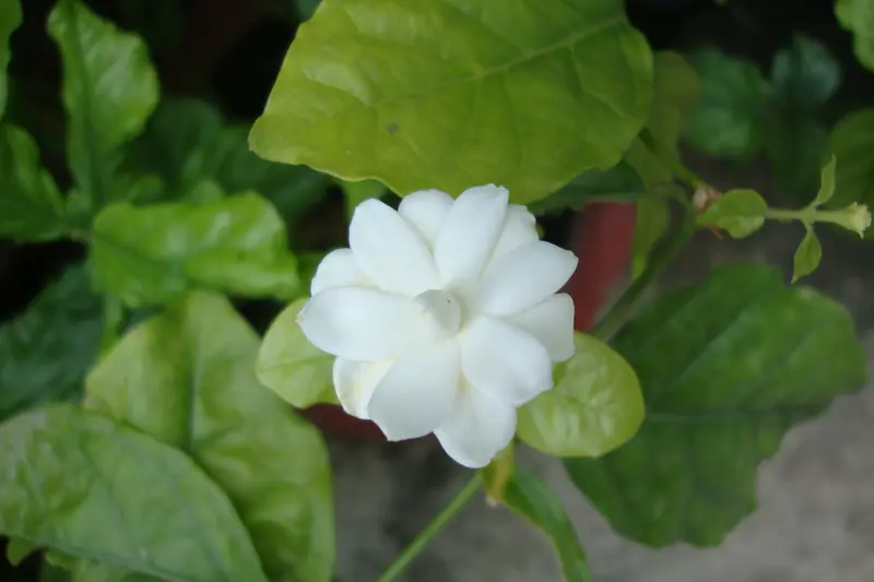 Fleur de jasmin sambac double, blanche et charnue, entre de larges feuilles vertes