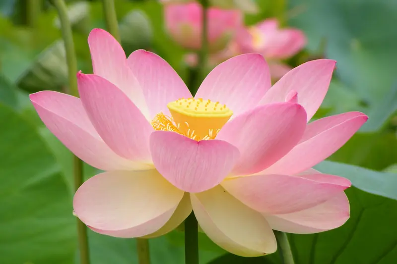 Fleur de lotus rose grande ouverte, cœur jaune, devant de larges feuilles vertes