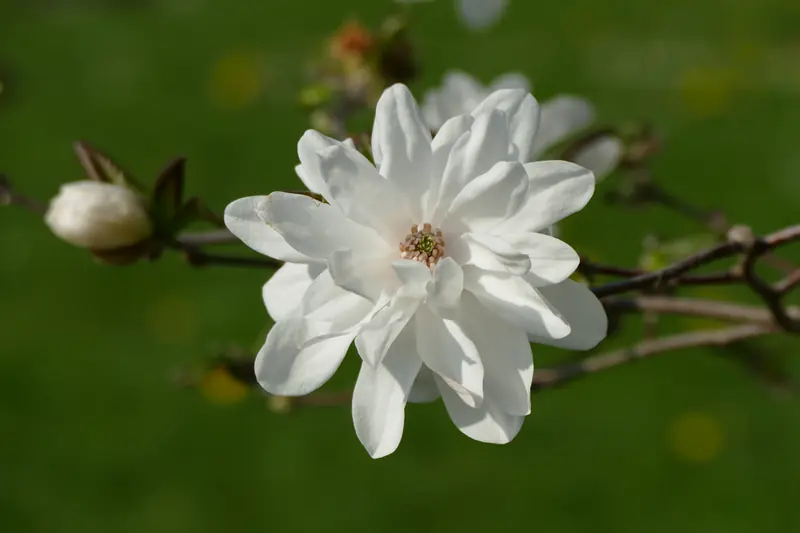 Fleur de magnolia étoilé blanche aux pétales fins, à côté d'un bouton duveteux