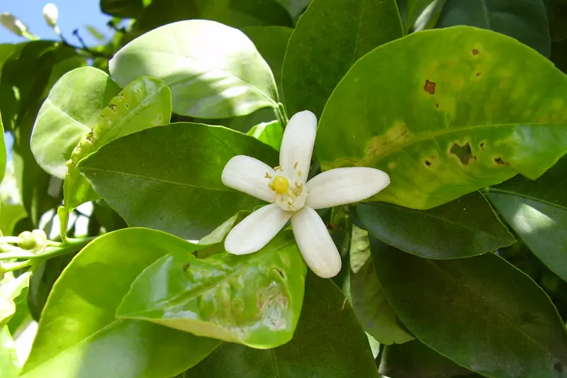 Fleur d'oranger étoilée et boutons blancs sur une branche aux larges feuilles brillantes