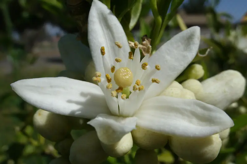Fleur d'oranger grande ouverte, pétales blancs épais, entourée de boutons ronds