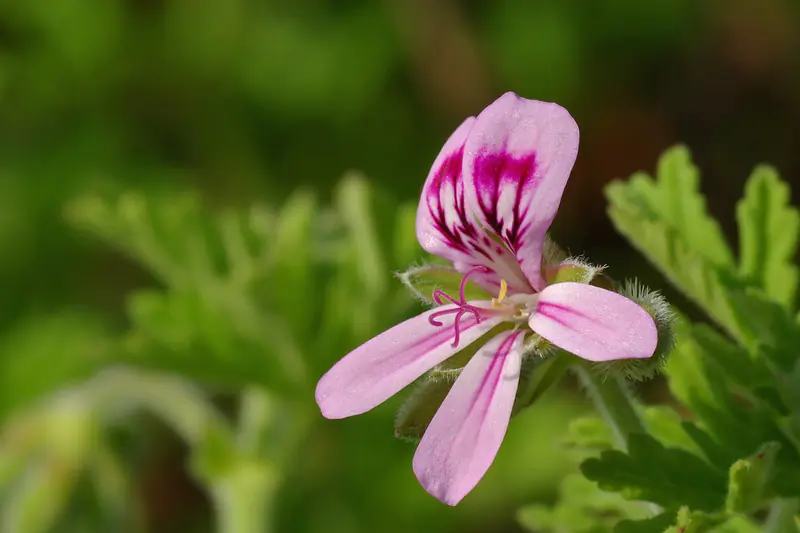 Fleur rose de géranium rosat veinée de pourpre, au-dessus de feuilles découpées
