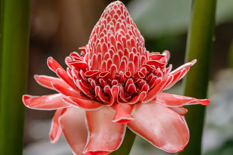 Fleur rose de gingembre, bractées en cône, entre des tiges vertes