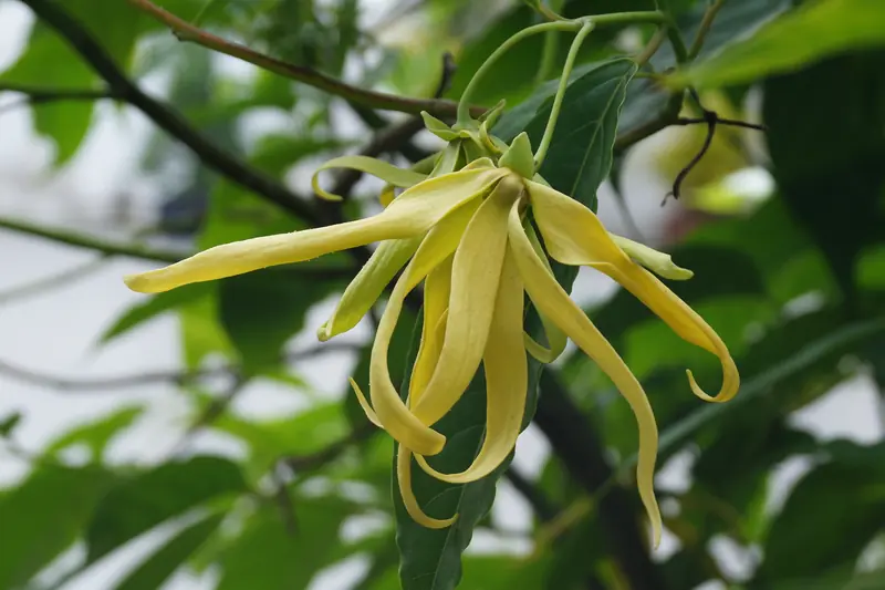 Fleur d'ylang-ylang jaune aux longs pétales tombants et tordus, sous les feuilles