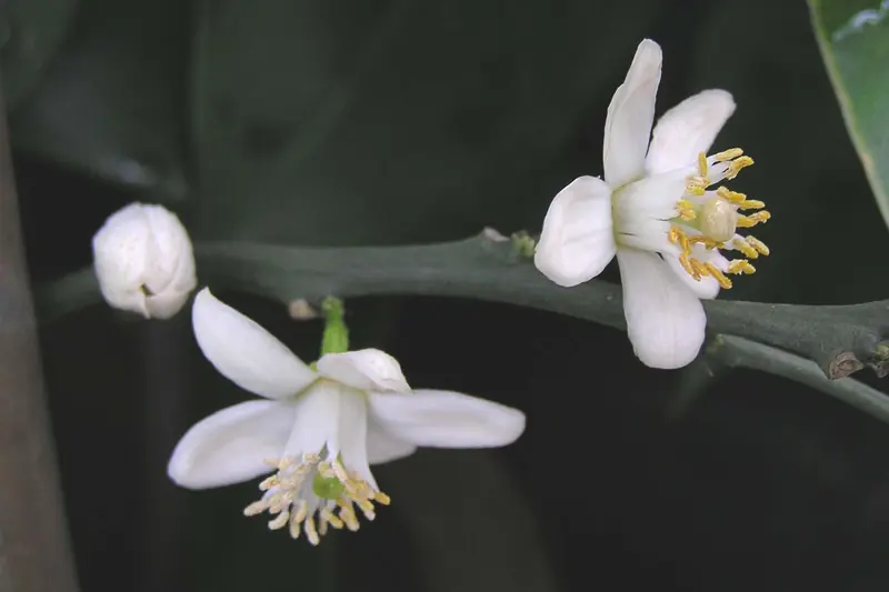 Fleurs de bigaradier ouvertes et un bouton fermé sur une branche, fond sombre