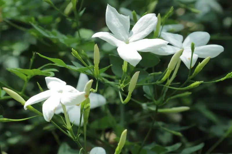 Fleurs étoilées de jasmin officinal blanches sur leurs tiges fines au jardin botanique