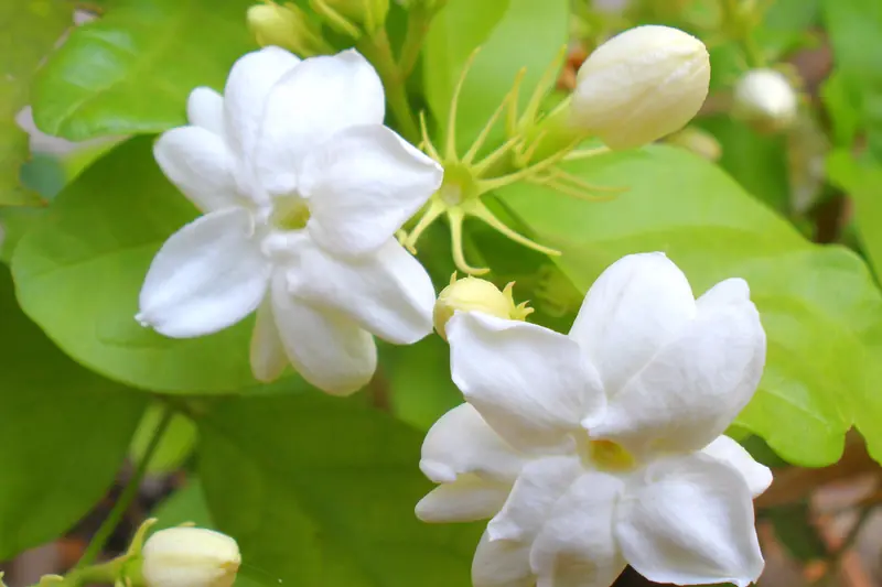 Fleurs de jasmin sambac blanches à pétales arrondis, entourées de boutons fermés