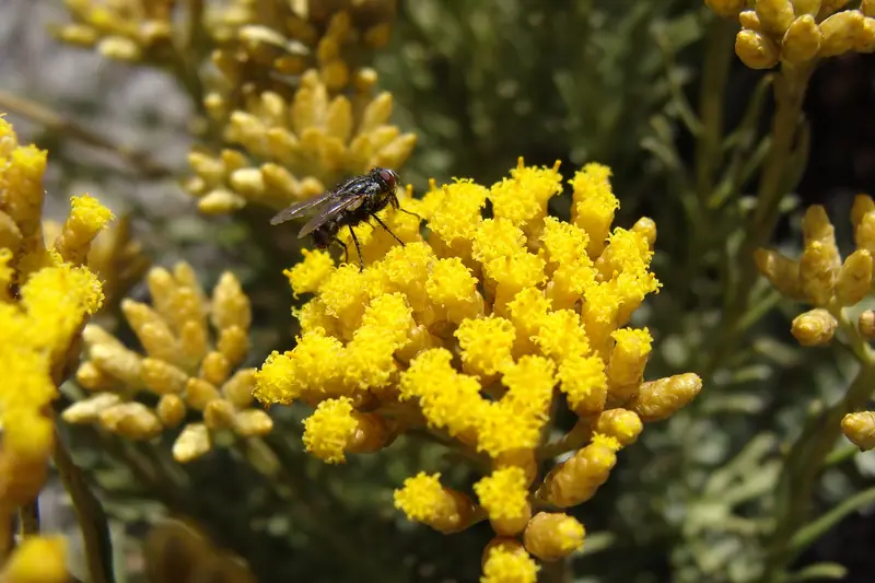 Golden yellow Italian everlasting flowers in tight clusters, a fly resting on them