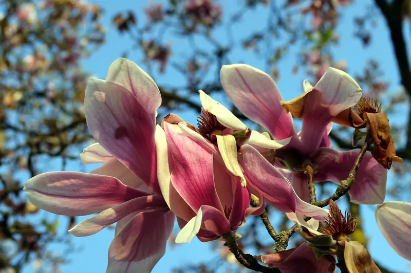 Fleurs de magnolia rose et blanc grandes ouvertes contre un ciel bleu à Colmar