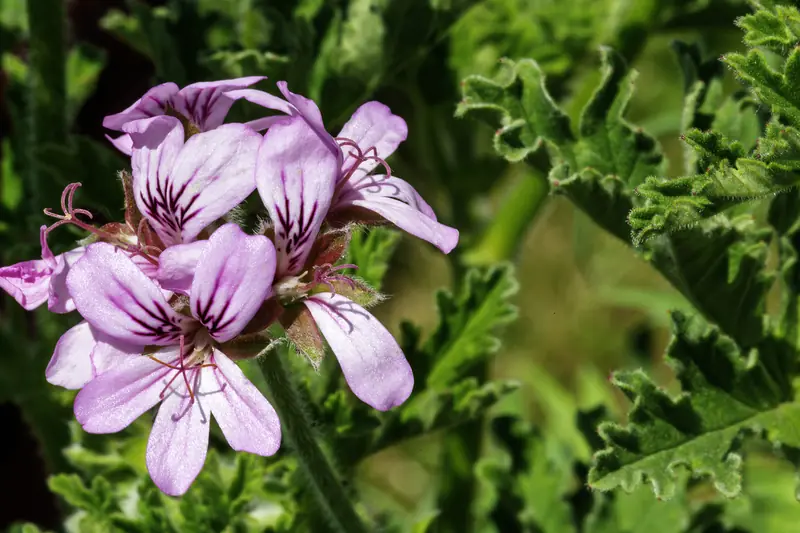 Mauve rose geranium flowers and finely cut leaves in soft light
