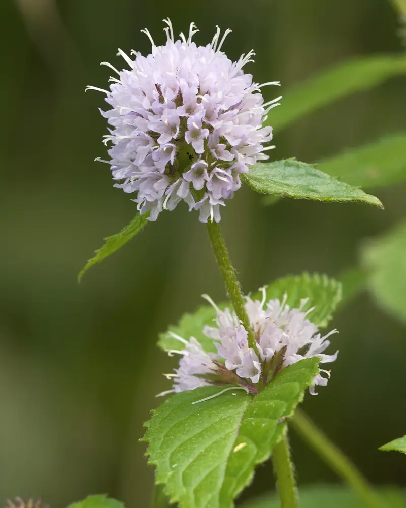 Mauve pompom flowers of water mint rising above its toothed green leaves
