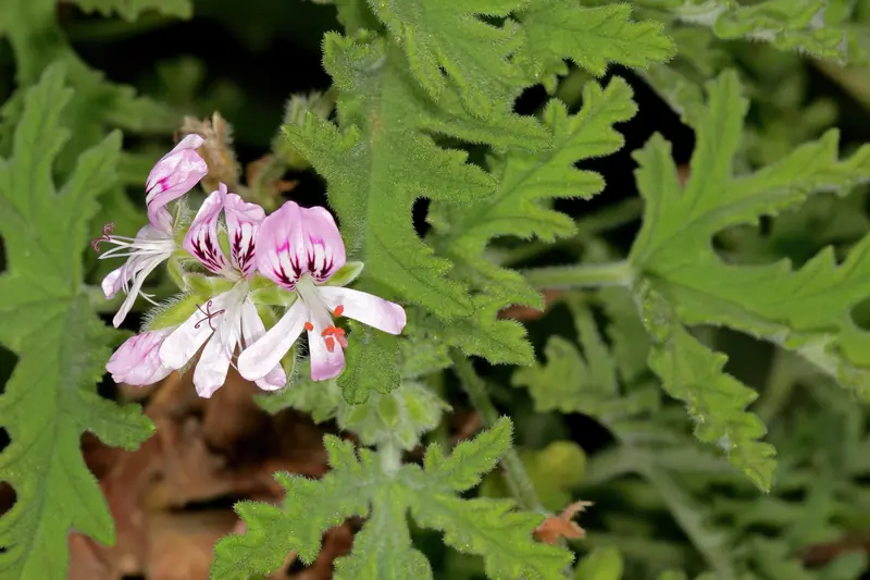 Fleurs roses de géranium rosat parmi ses feuilles profondément découpées
