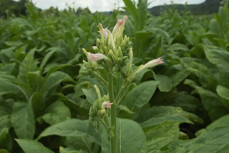 Fleurs roses de tabac en trompette au sommet d'un plant, champ de Dordogne