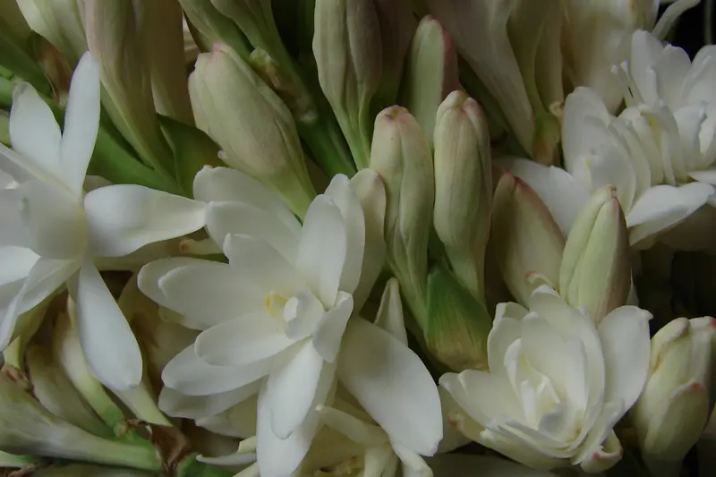 Close-up of packed white, waxy tuberose flowers with green buds between them