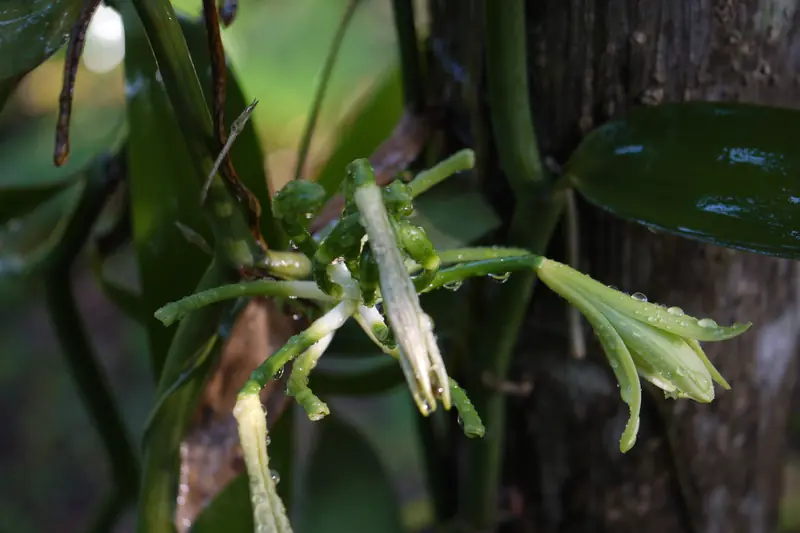 Fleurs vert pâle de vanillier ouvertes le long d'une tige contre un tronc sombre