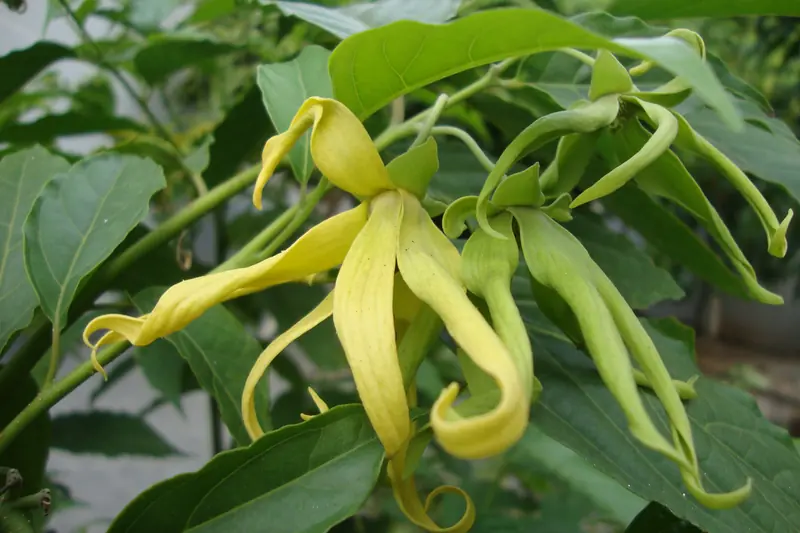 Fleurs d'ylang-ylang jaune pâle aux pétales en rubans, sur une branche feuillue