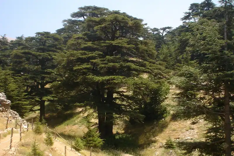 Forêt de cèdres du Liban sur une pente sèche, sentier bordé d'une clôture