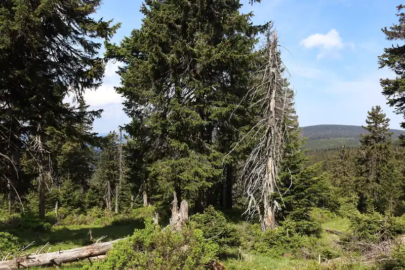 Forêt d'épicéas de montagne dans les monts des Géants, clairière ensoleillée