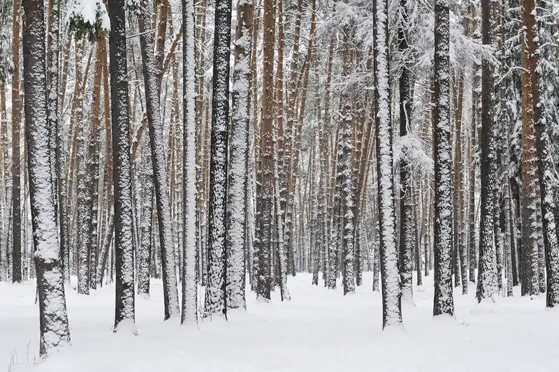 Forêt de pins sous la neige près de Moscou, troncs alignés sur un sol blanc